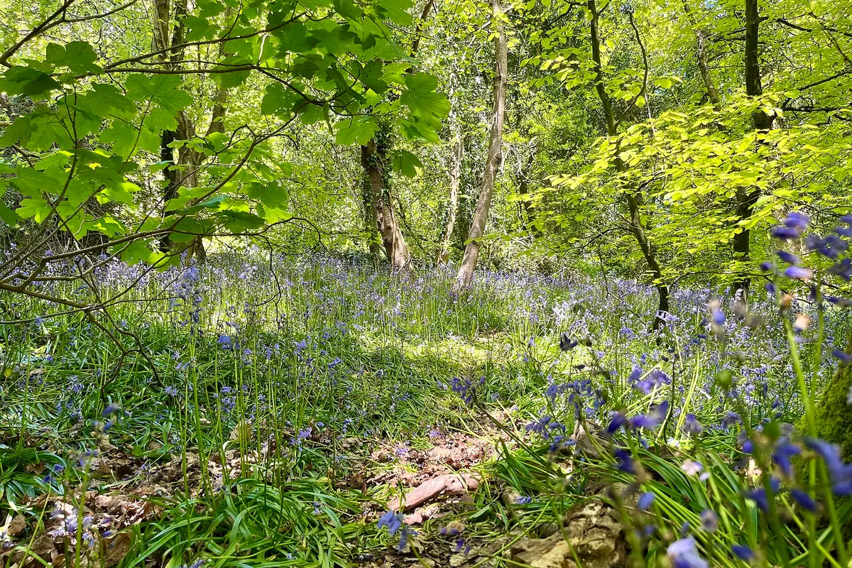 Bluebells flowering under fresh green trees in a Welsh woodland