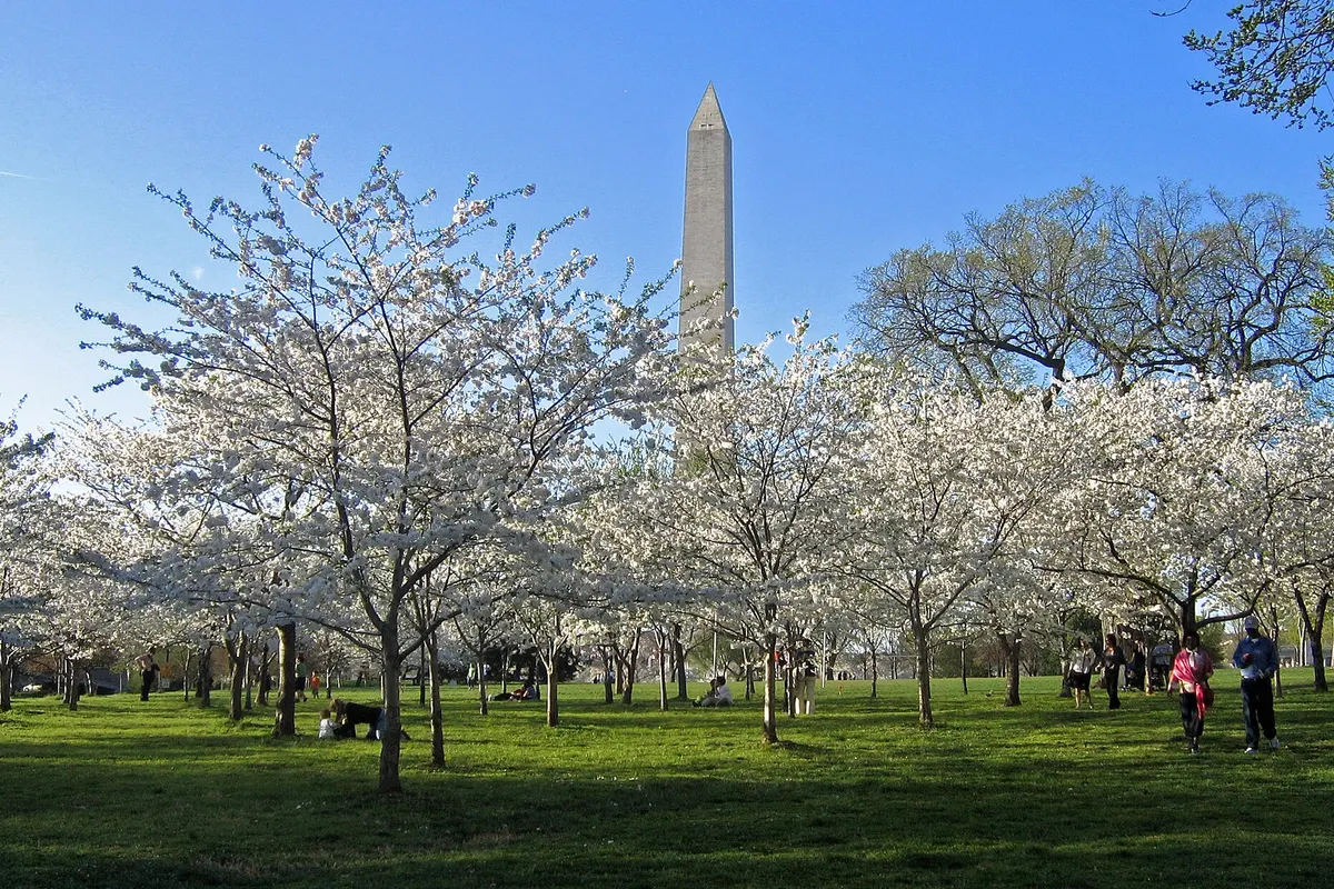 White cherry blossom trees in bloom on the grass below the Washington Monument