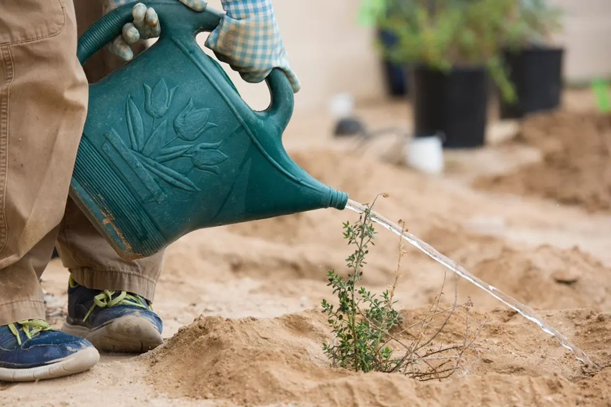 A child in trainers pouring water from a green watering can onto a young plant, an adult’s gloved hand helping