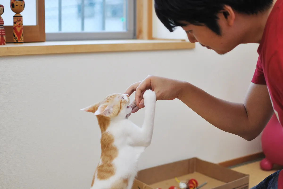 A ginger and white cat stretching up to take food from a person’s hand
